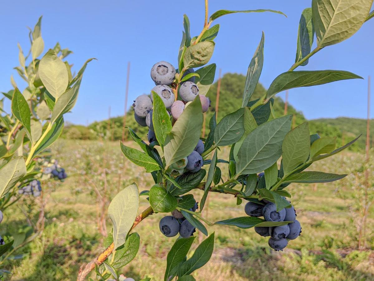 Yoichi Vineyard Glamping Ξενοδοχείο Εξωτερικό φωτογραφία